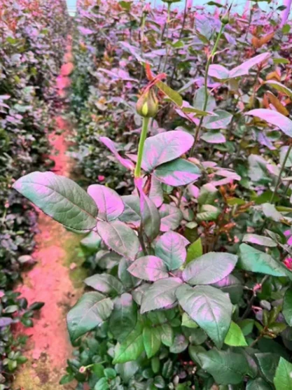 info-417-557